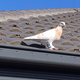 “Joe” the racing pigeon in Melbourne.